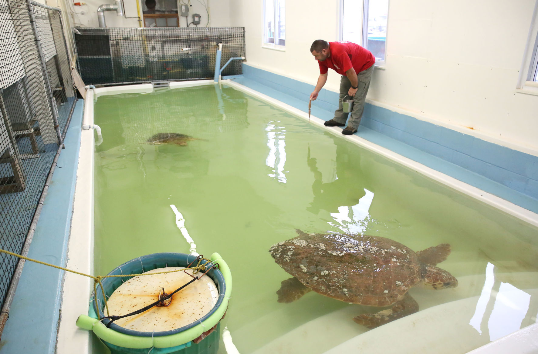 Loggerheads